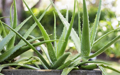 Aloe vera rastlina a gél z jej listu