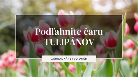 Záhradné tulipány rôznych farieb