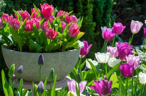 Tulipány pestované v kvetináčoch
