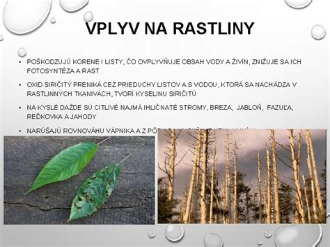 Vplyv prachu na rastliny