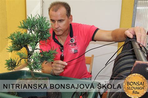Demonštrácia techniky drôtovania bonsajových konárov