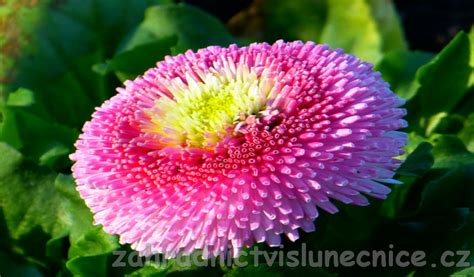 různé kultivary sedmikrásek