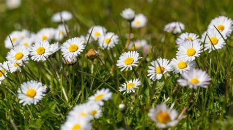 léčivé bylinky sedmikráska