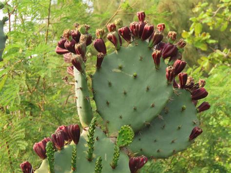 Opuntia dillenii s dlhými ostňami