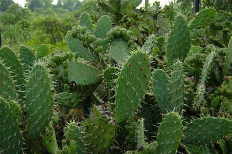 Nopal (Opuntia ficus indica)