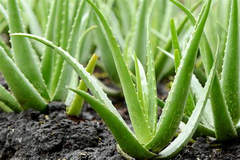 Zber a spracovanie listov Aloe Vera