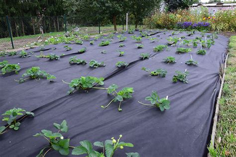 Záhon s jahodami na slnečnom mieste