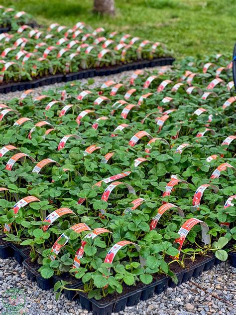 Správna výsadba jahôd s odkrytým srdiečkom