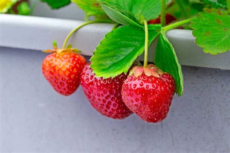 Rôzne odrody jahôd