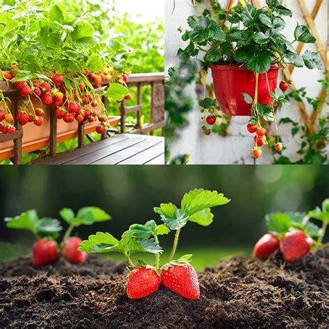 Jahody pestované v závesnom kvetináči na balkóne