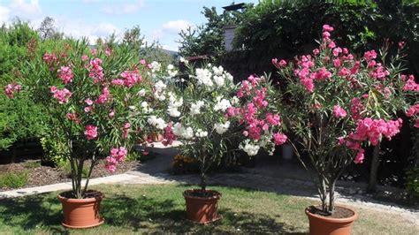 oleander pred a po strihaní