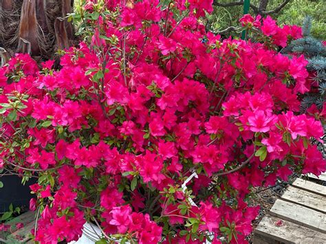 ručne odrezané odrezky azalky pripravené na zakorenenie