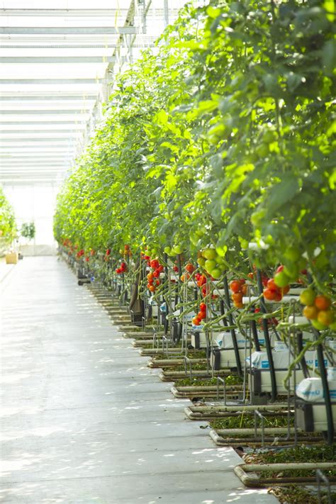 Pohľad do skleníkov GreenCoop s paradajkami