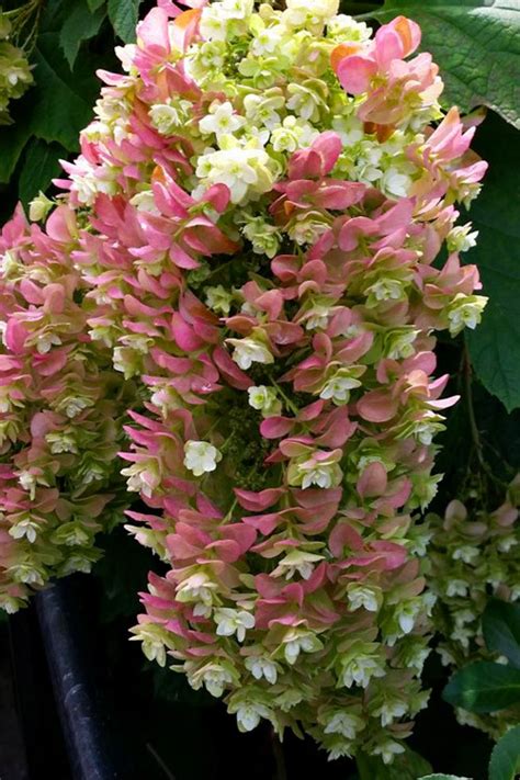 Hortenzia dubolistá ‘Snowcicle’