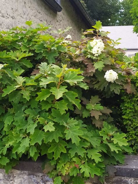 Hortenzia dubolistá ‘Tara®’