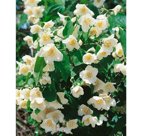 Detail kvetov pajazmínu vencového