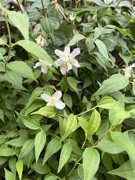 Pajazmín ako súčasť živého plotu