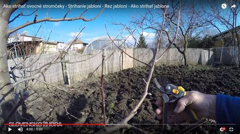 Návod na rez muchovníka