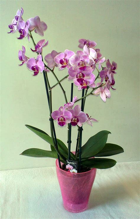 Orchidea na svetlom mieste bez priameho slnka