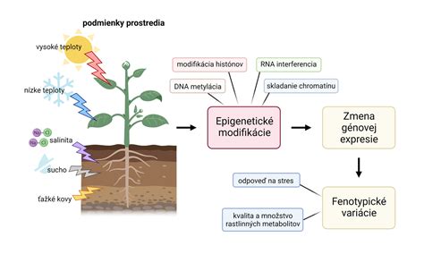 proces genetickej modifikácie rastlín