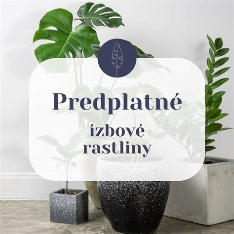 Postup presádzania rastliny do hydroponického systému