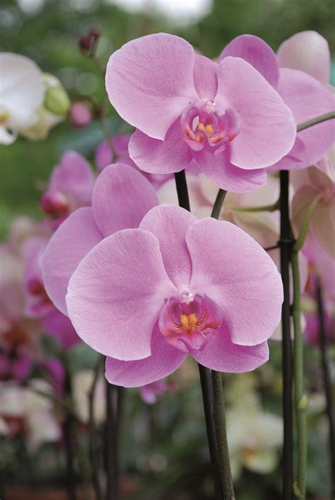Orchidea Phalaenopsis s detailom kvetu