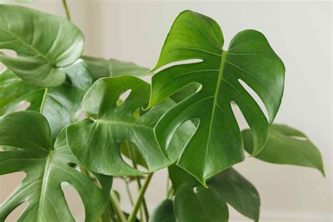 Monstera deliciosa v interiéri