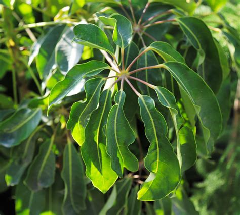 Porovnanie listov Schefflera arboricola a Schefflera actinophylla
