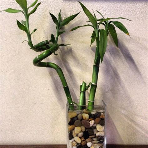 Lucky Bamboo pestovaný v kvetináči so substrátom