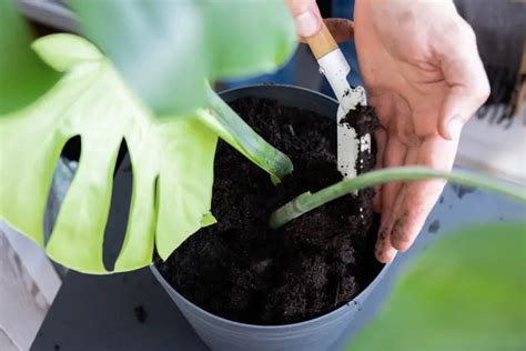 Zakorenený odrezok Monstera pripravený na presadenie