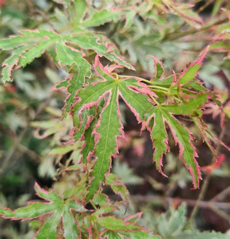 Detail listov japonského javora Acer palmatum 'Taylor'