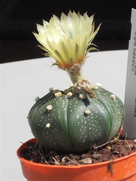 schéma rastu stĺpovitého kaktusu v prírode