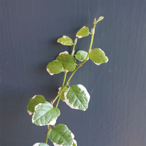 Detail listov Ficus pumila