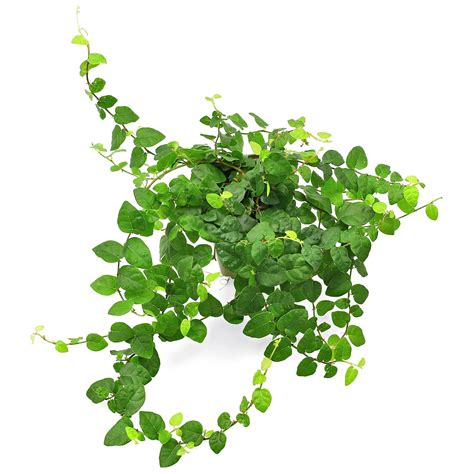 Zalievanie Ficus pumila