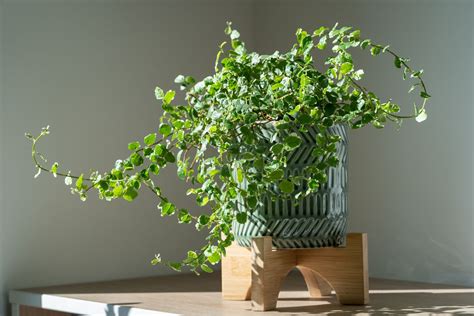 Ficus pumila v teráriu