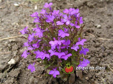 lobelka s bielymi kvetmi na okraji záhona