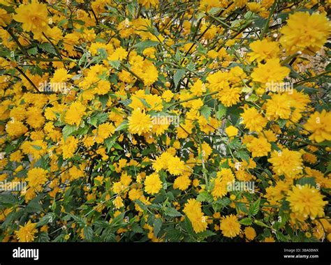 Kvitnúca Kerria japonica