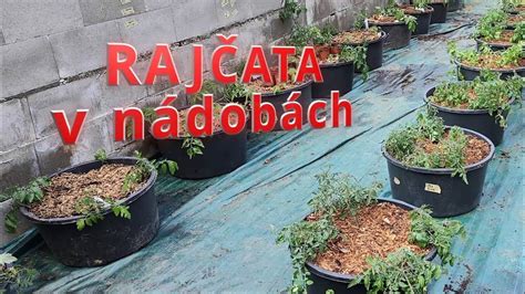 Sadeničky ježibaby guľatohlavej v nádobách