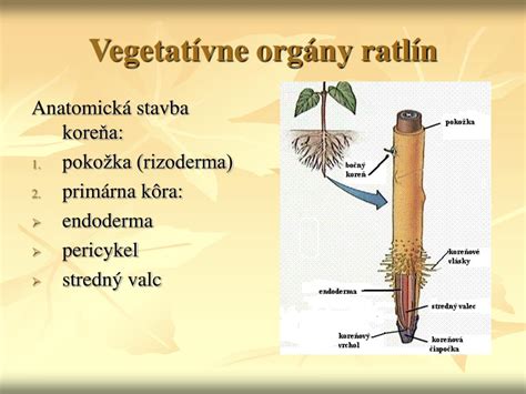 Príklady rastlín rozmnožujúcich sa vegetatívne