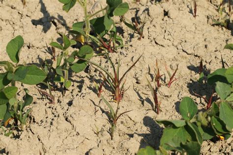 Ochrana sóje pred burinami