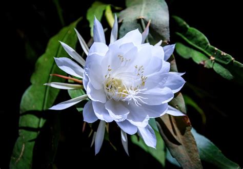 Květ Epiphyllum oxypetalum v noci