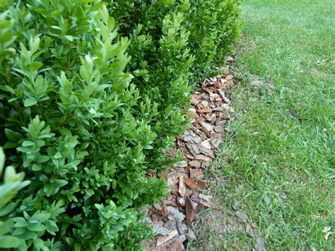 Rôzne druhy krušpánu (Buxus) s popismi
