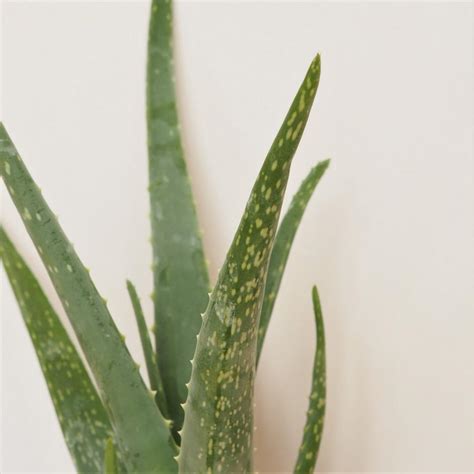 Ako pestovať aloe vera doma
