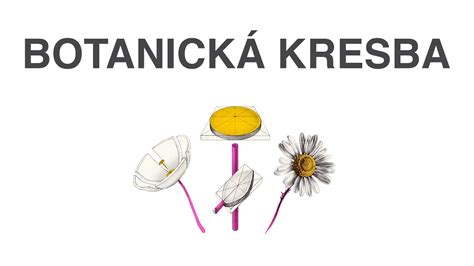 Botanická kresba slncovky kalifornskej