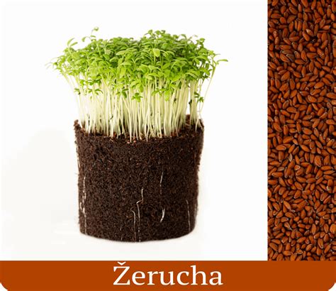 Žerucha ako liečivá rastlina