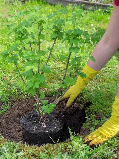Schéma správnej výsadby ríbezlí do pripravenej jamy