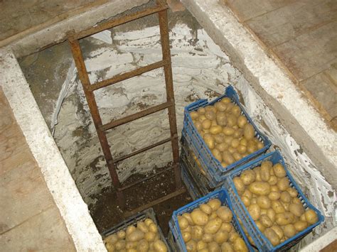Proces sadenia zemiakov do vreca