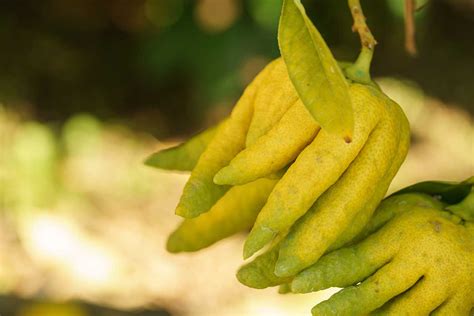 Budhova ruka - plody