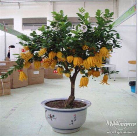 Budhova ruka - symbolika