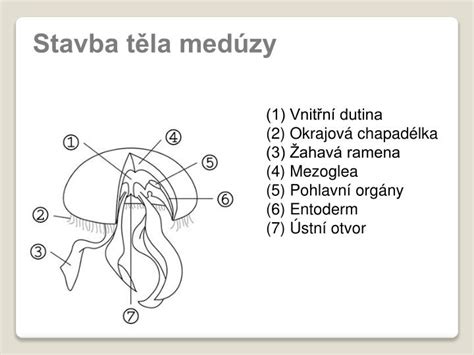Stavba tela medúzy